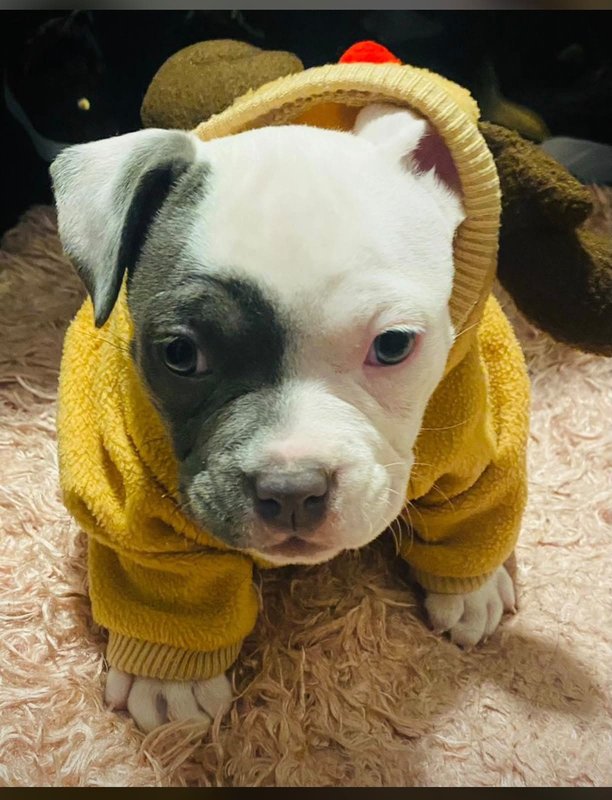 cachorro pitbull con sueter amarillo alvets veterinaria
