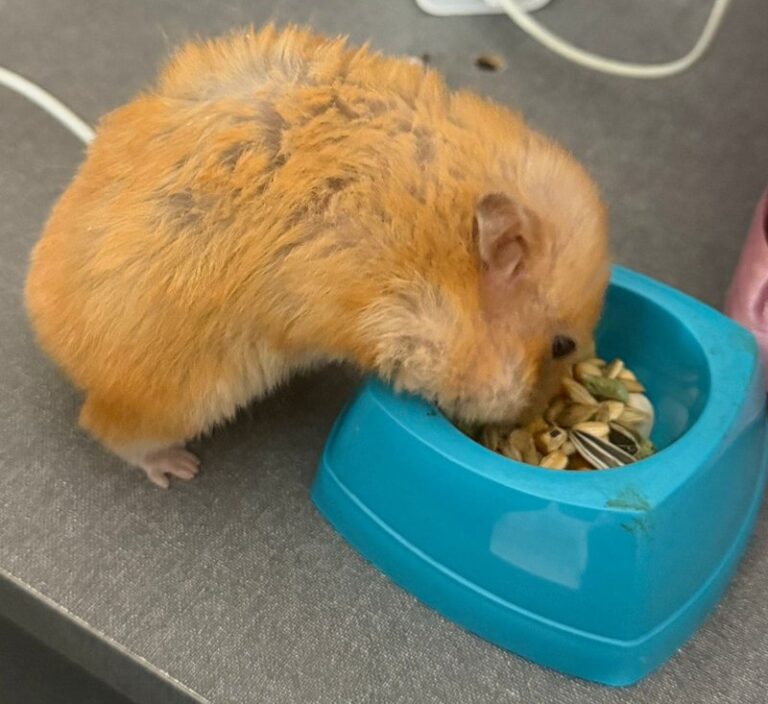 hamster comiendo de plato azul alvets veterinaria
