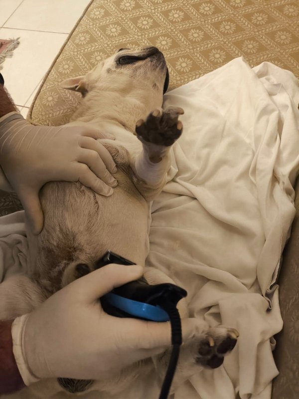 bulldog frances siendo rasurado alvets veterinaria.jpg