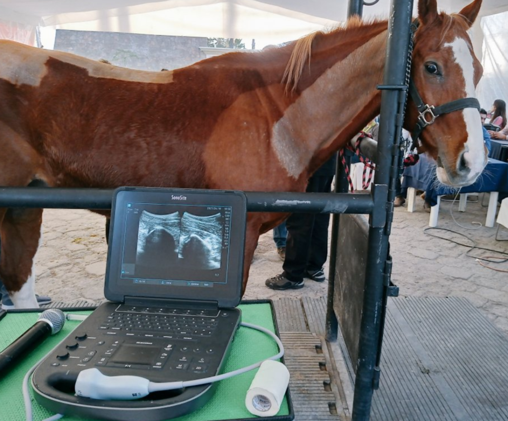 caballo.png