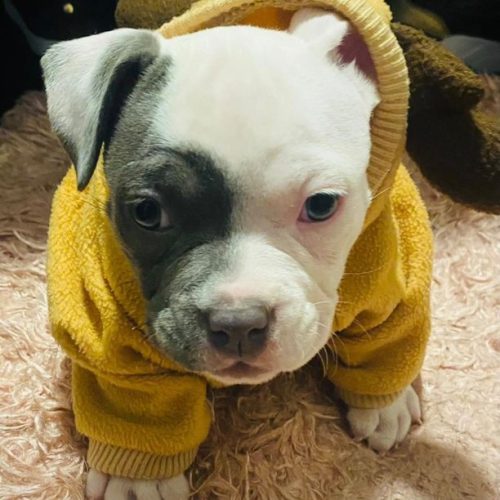 Home cachorro pitbull con sueter amarillo alvets veterinaria