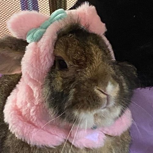 Home conejo con capucha rosa alvets veterinaria