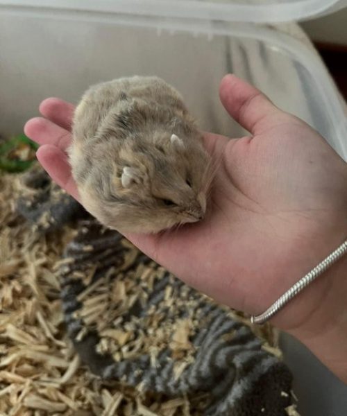 hamster gris en mano alvets veterinaria