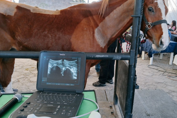caballo caballo